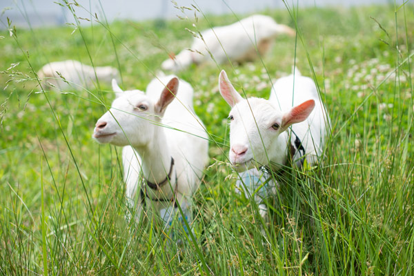 アマゾンが多治見市FCで恒例のヤギ除草、最大40頭02