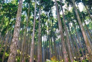 佐川林業、伊勢志摩サミットのカーボン・オフセットに協力