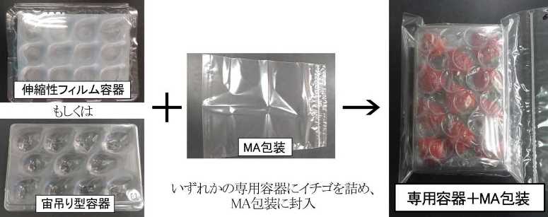 輸送コスト10分の1、イチゴの海上輸送が可能に